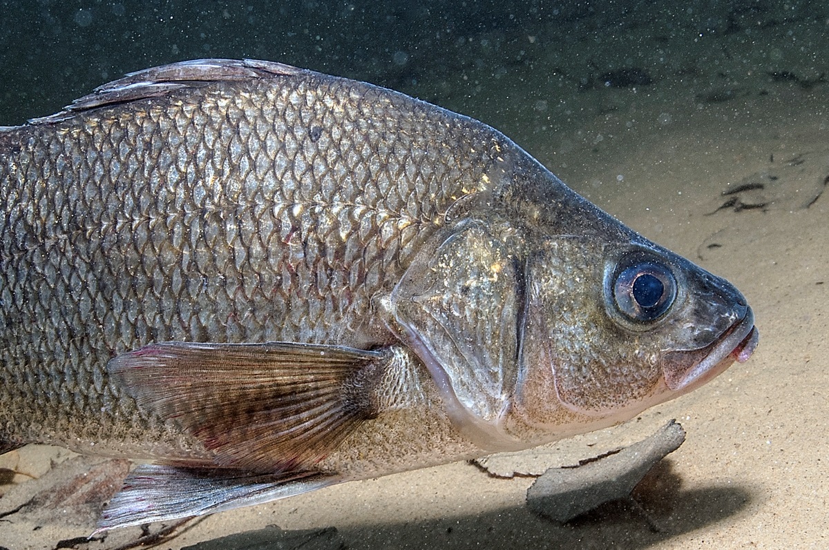 What's on the line? White perch