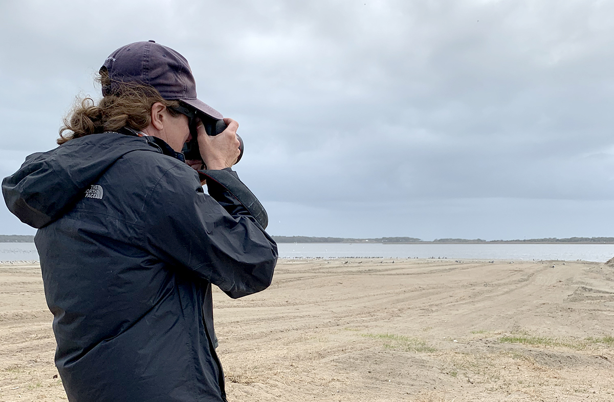 Lindsay Addison, a biologist with Audubon North Carolina, takes photographs of birds flocking to the shores of Ferry Slip Island in the Cape Fear River. Photo: Trista Talton