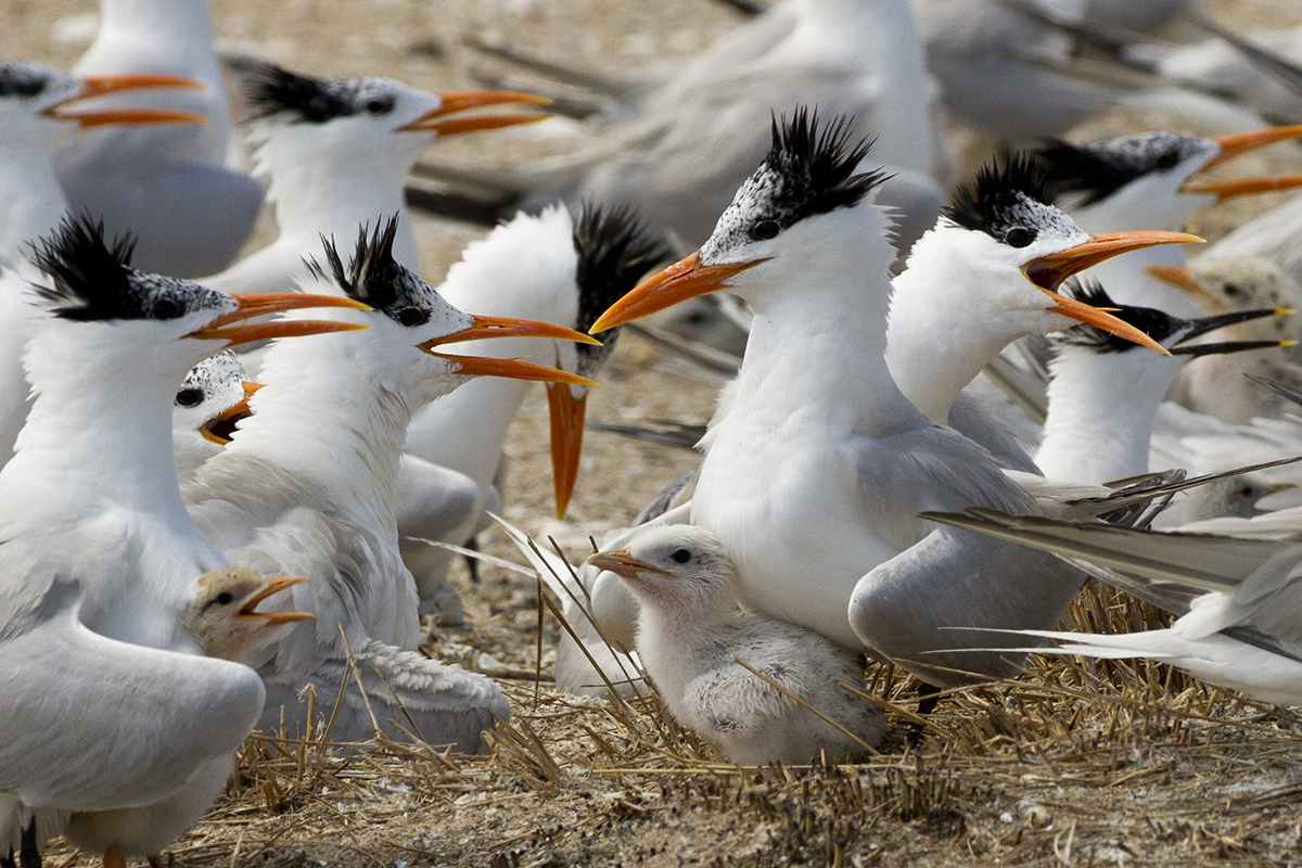 Royal terns. Photo: Ben Graham/Audubon North Carolina