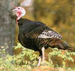 Wild turkey. Photo: N.C. Wildlife Resources Commission