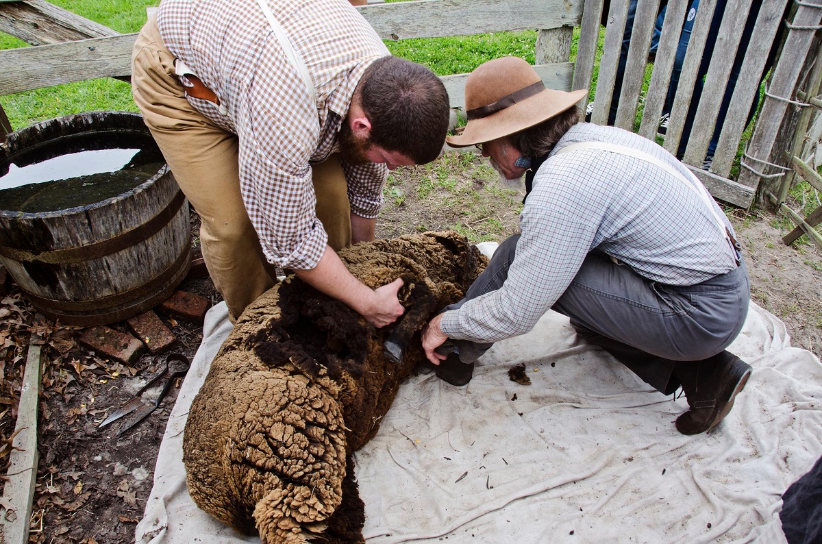 middle eastern sheep shearing