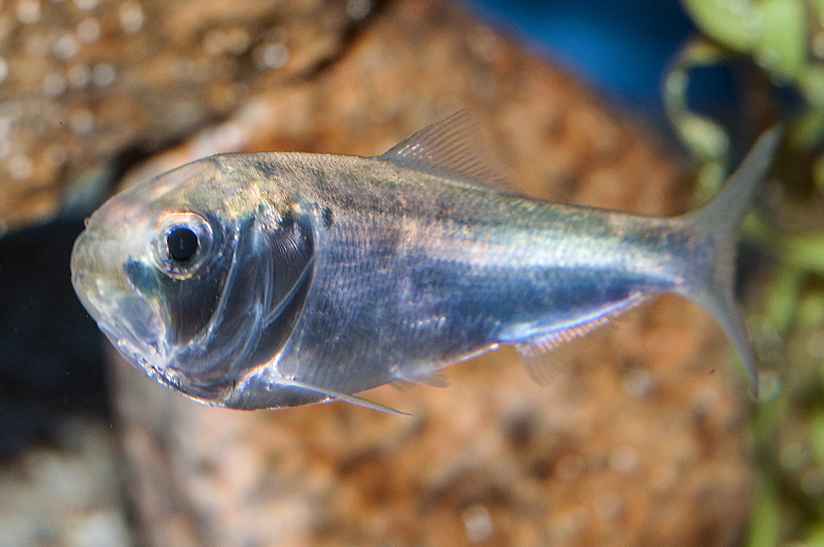 Atlantic menhaden. Photo: Robert Michelson