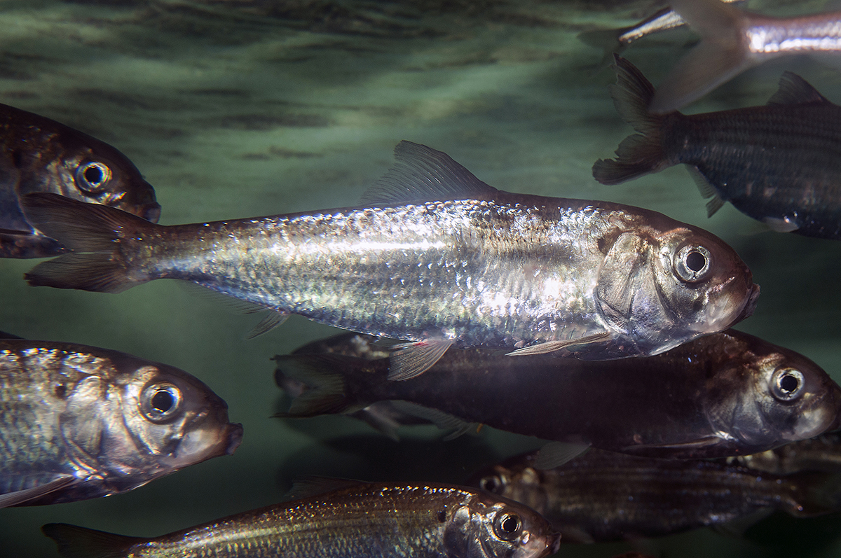 Atlantic menhaden a small fish with an outsized role to play