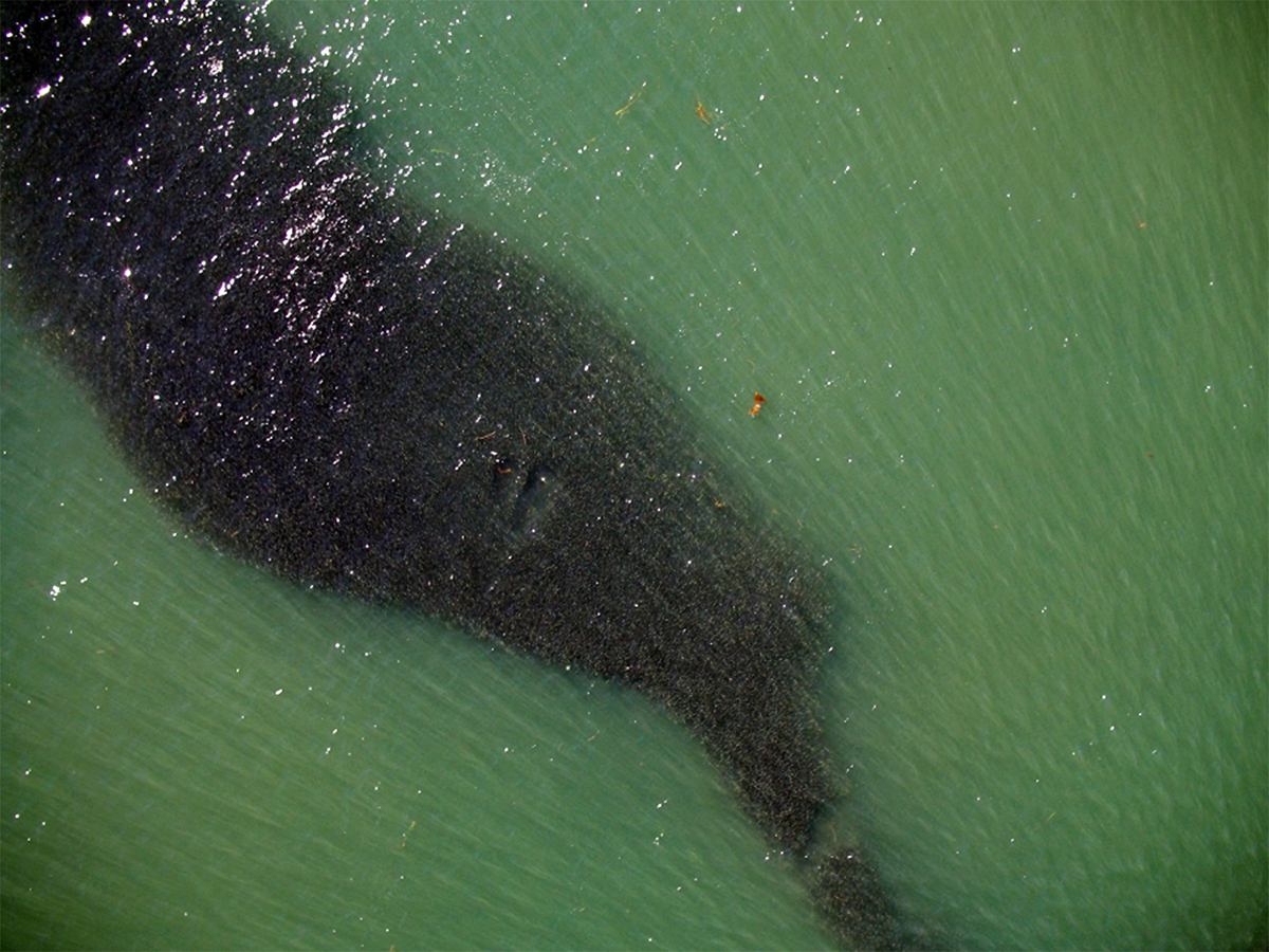 A school of menhaden as seen from above. Photo: NOAA