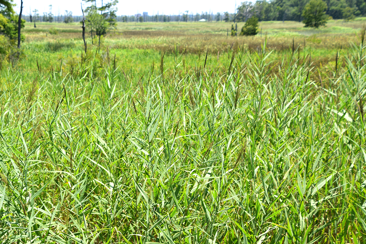 Phragmites grows in the marsh at Sturgeon Creek in Brunswick County. Photo: Mark Hibbs