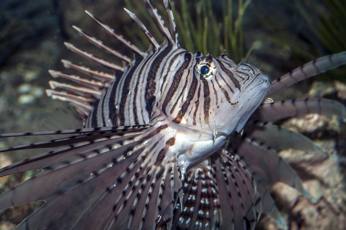 Red lionfish. Photo: Robert Michelson