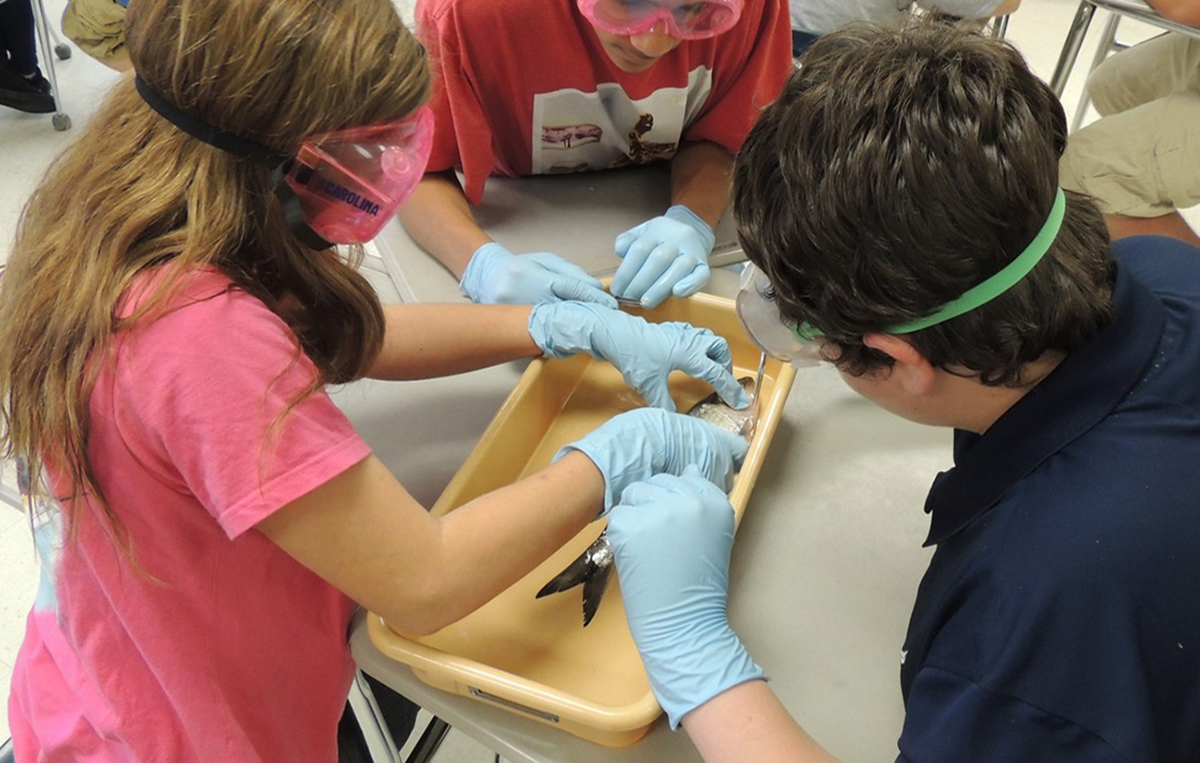 The Friends of North Carolina Museum of Natural Sciences “Shad in the Classroom” program is one of the projects funded. Photo: Contributed