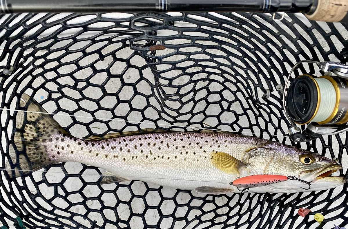 A lovely 19-inch trout from a low current coastal creek taken on a MirrOlure MR 17. Photo: Gordon Churchill