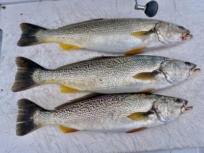 Weakfish prolific spawners in North Carolina waters | Coastal Review