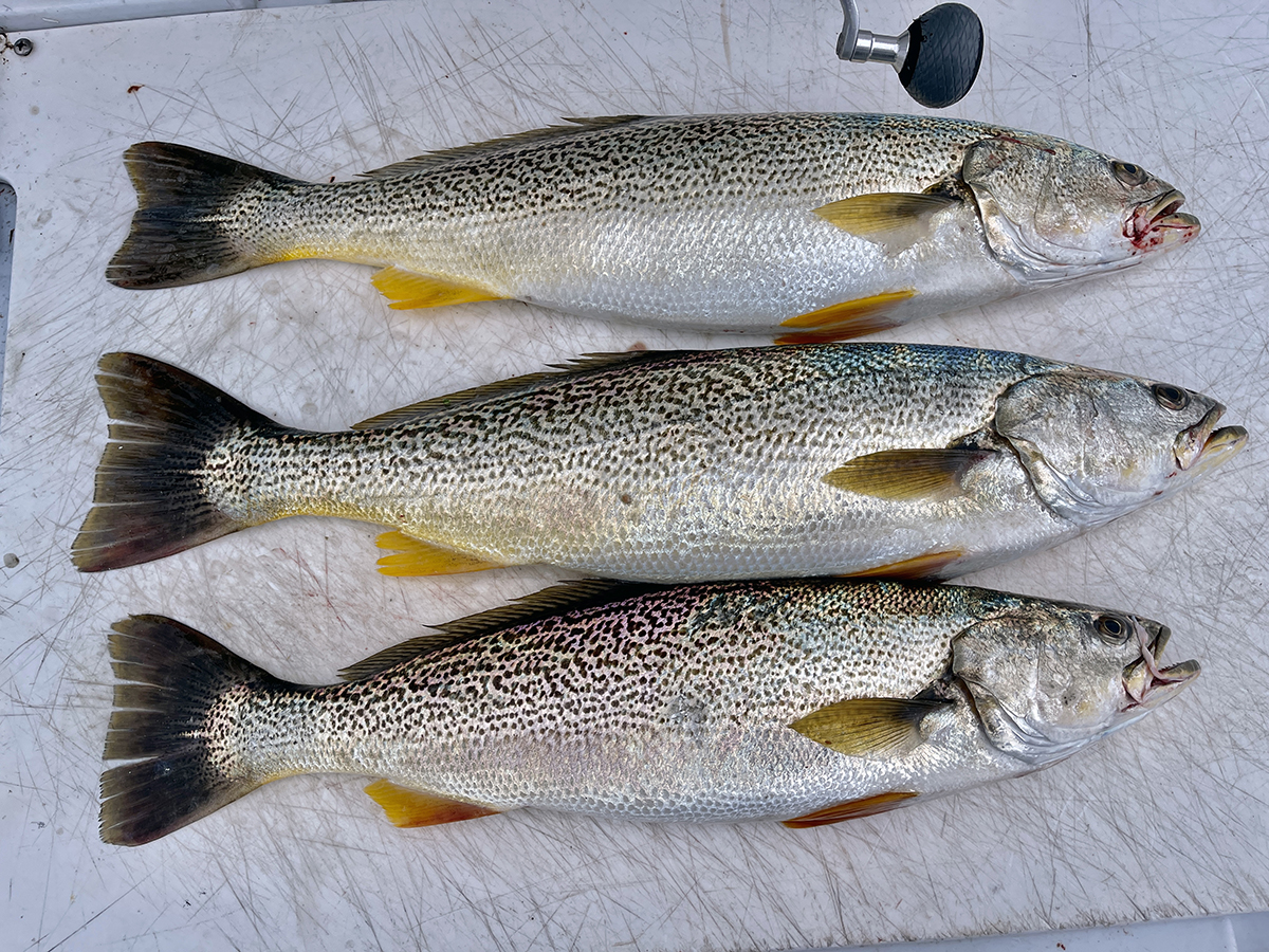 A trio of weakfish on deck. Photo: Courtesy Capt. Mel True
