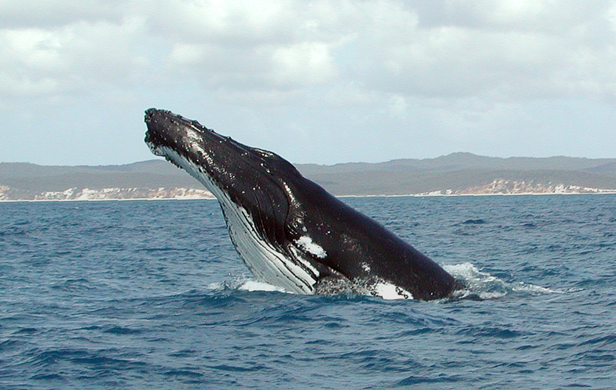 A humpback whale, 2002, in Platypus Bay, Queensland, Australia. Photo: Fritz Geller-Grimm/Creative Commons
