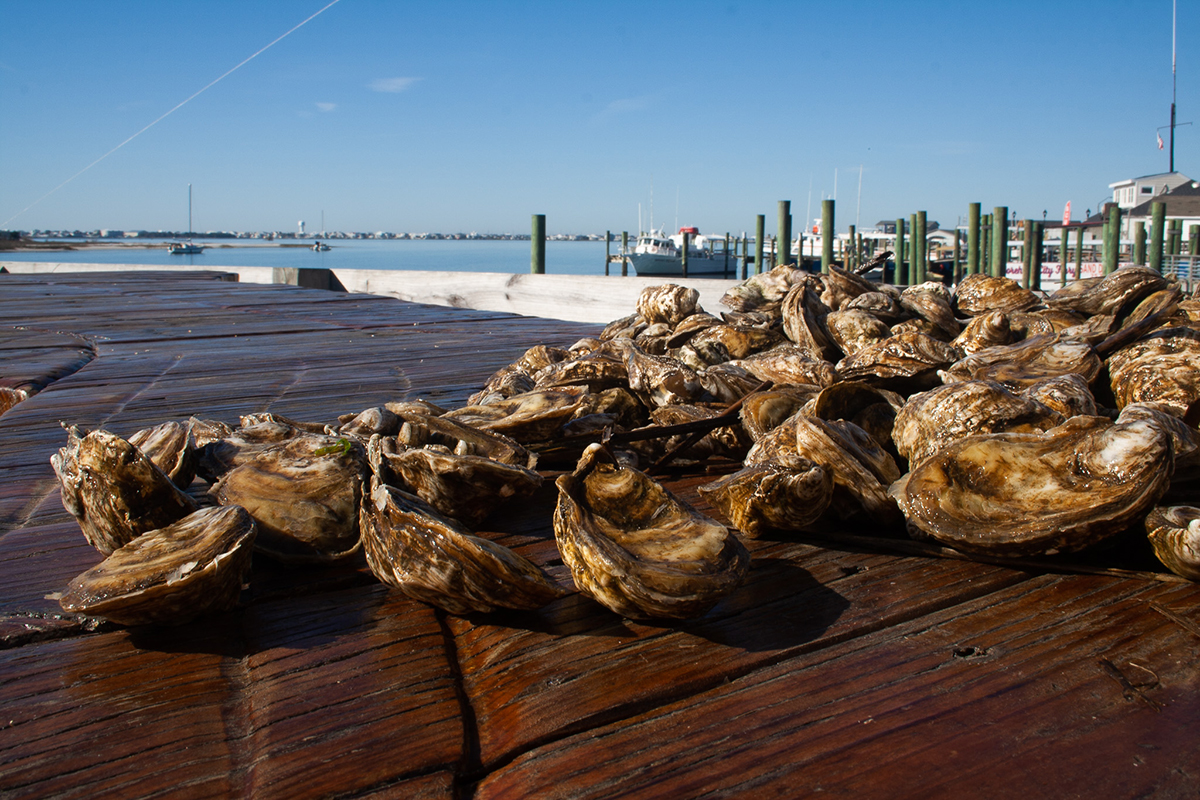 Oysters from Bekah’s Bay. Photo: Lena Beck