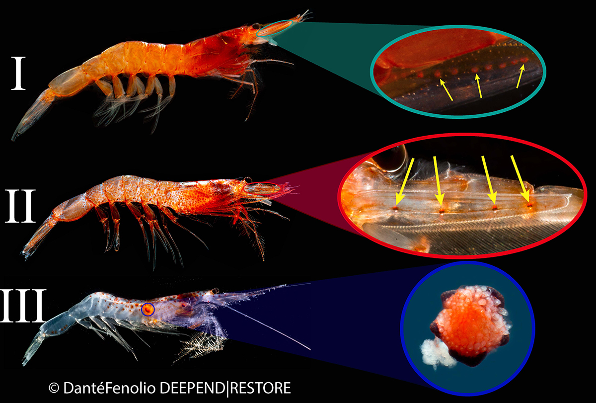 Findings indicate that the light organ patterns on the shrimps' bodies were the best predictor of eye size. Image: UNCW