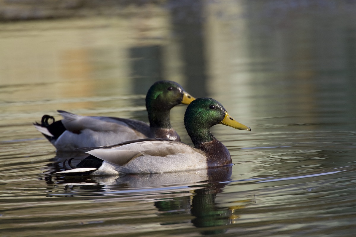 Mallards, like these shown here, are among the wild birds that have tested positive for  highly pathogenic avian influenza. Photo: Mark Buckler/N.C. Wildlife Resources Commission