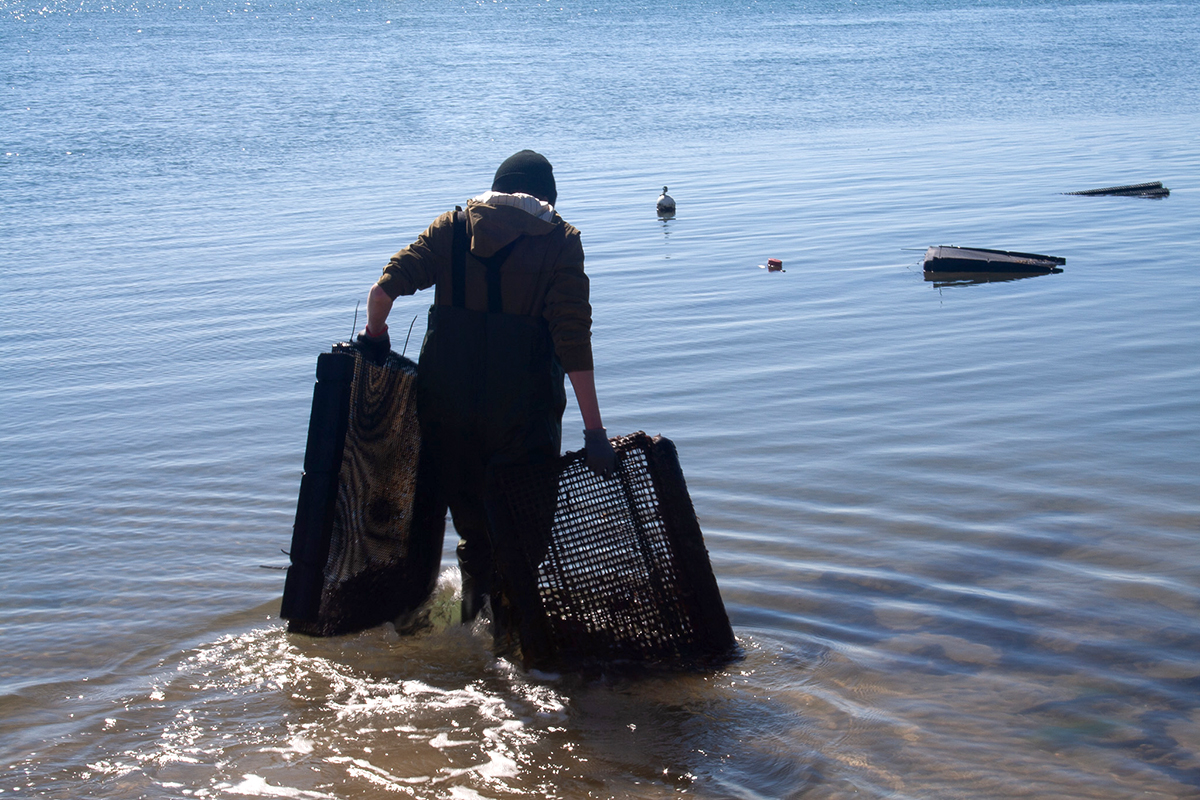 Carteret Community College student Ben Mathisen carries oyster bags out to the college's lease in Bogue Sound. Photo: Lena Beck