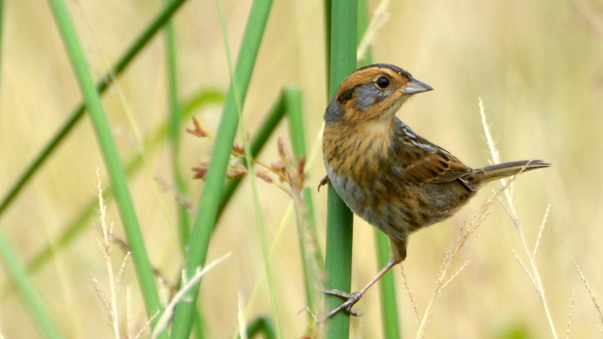 A Nelson's sparrow. Small birds such as sparrows and warblers are among the migratory species that researchers are tracking with a small number of automated Motus Wildlife Tracking System towers on the North Carolina coast. 