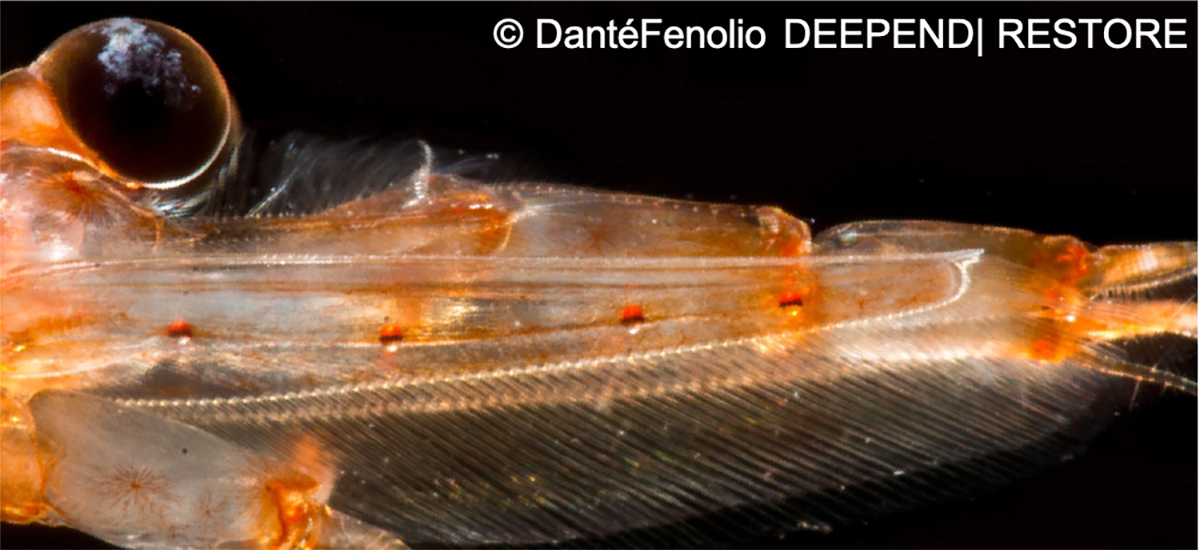 Tyrimas buvo sutelktas į sergestidines krevetes, ištrauktas iš įvairaus gylio prie Luizianos pakrantės.  Nuotrauka: UNCW