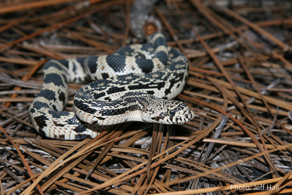 Northern pine snake. Photo: Photo: Jeff Hall/N.C. Wildlife Resources Commission