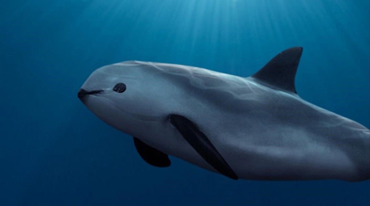 Vaquita. Photo: Alfokrads/ Creative Commons