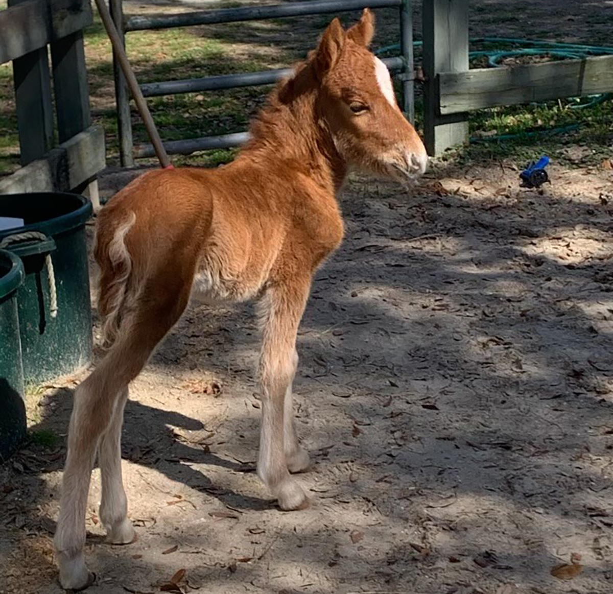 The newborn foal now resides with the Foundation for Shackleford Horses.   Photo: NPS