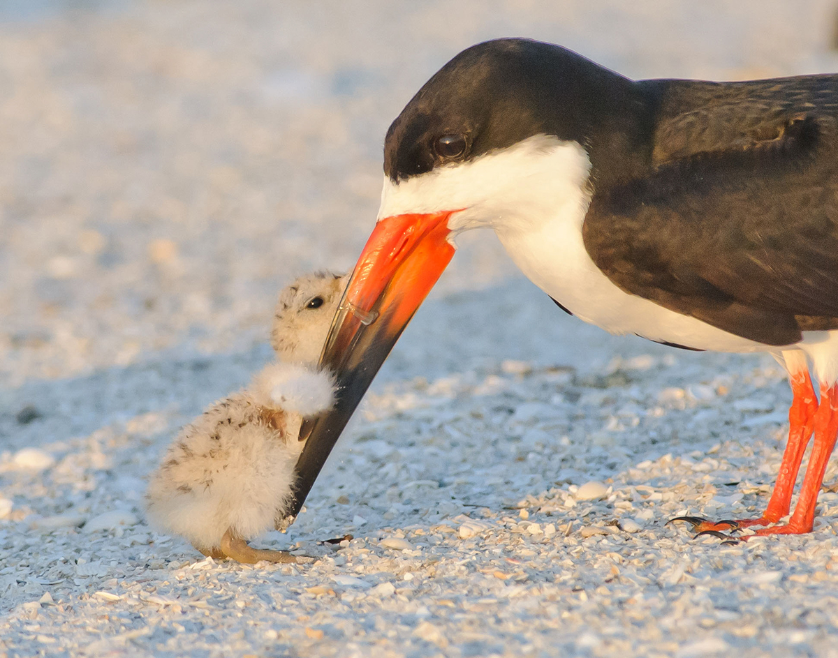 Black skimmer. Photo: Jim Gray/Audubon Photography Awards