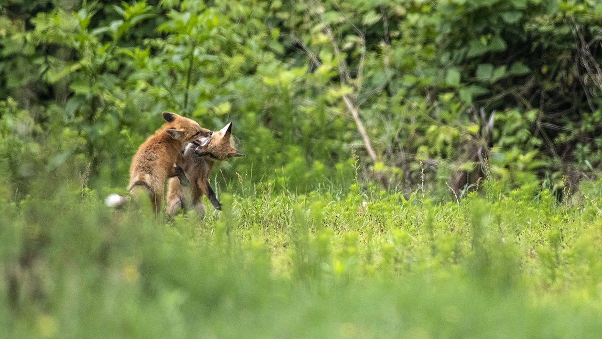 Juvenile fox pups roughhouse in a clearing on the edge of the Croatan National Forest near Maysville. Photo: Dylan Ray