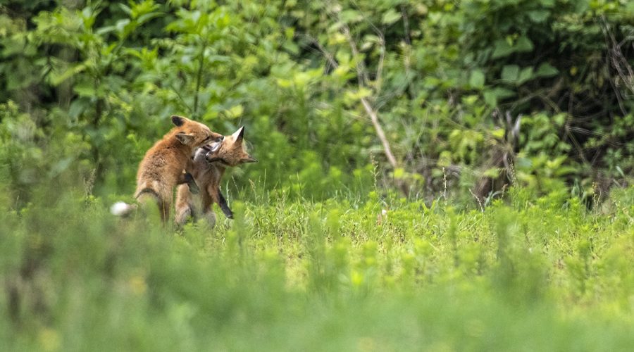 Juvenile fox pups roughhouse in a clearing on the edge of the Croatan National Forest near Maysville. Photo: Dylan Ray