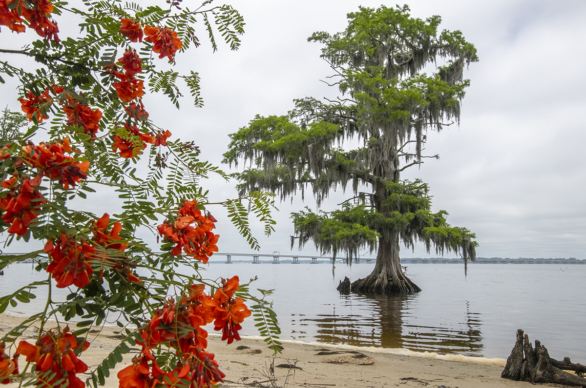 A cypress tree stands tall just off the shoreline of the Neuse River near James City. Photo: Dylan Ray