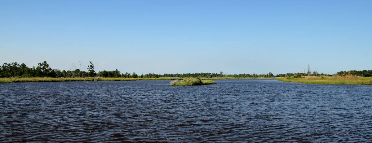 View of the Cape Fear River, upstream from Wilmington. What appears to be a small island in the center of the photograph is actually the decaying wreck of an old wooden boat, which has collected silt, and vegetation has grown on it. Credit: "Cape Fear River" by Mr.TinDC 