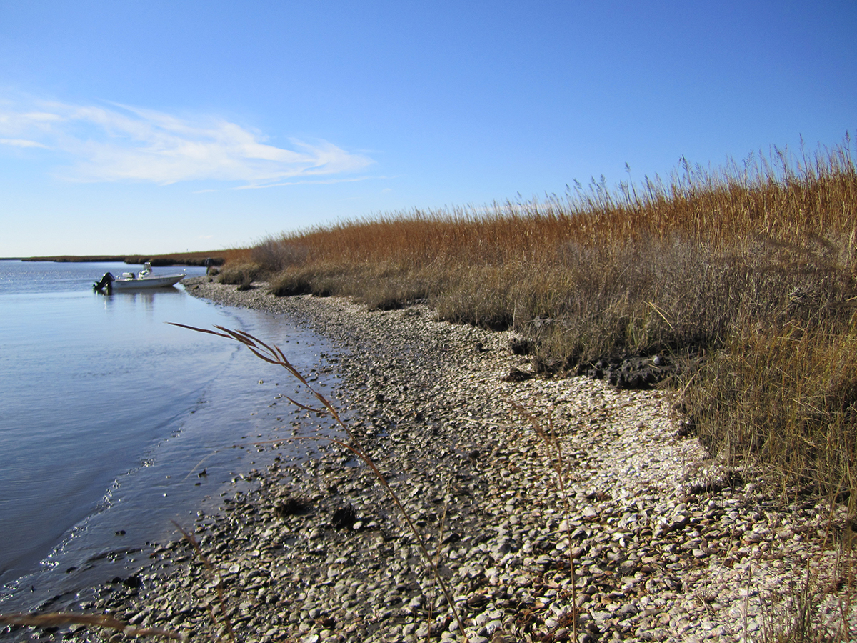 An eroding archaeological site on Maryland’s Eastern Shore is shown at low tide. Sites like this contain massive quantities of oysters harvested over 1,000 years ago and were key to forming the foundation for the study. The dense accumulation of oysters is dated to over a millennia ago, with intact deposits lying underneath the marsh at right. Photo: Torben Rick
