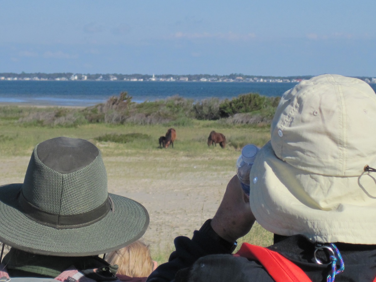 Visitors view from a distance during a Horse Sense and Survival Tour offered by Cape Lookout National Seashore. Photo: National Park Service