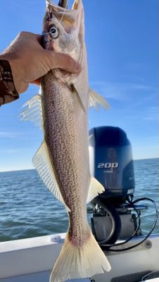 May fishing: Bonito among spring arrivals on NC coast