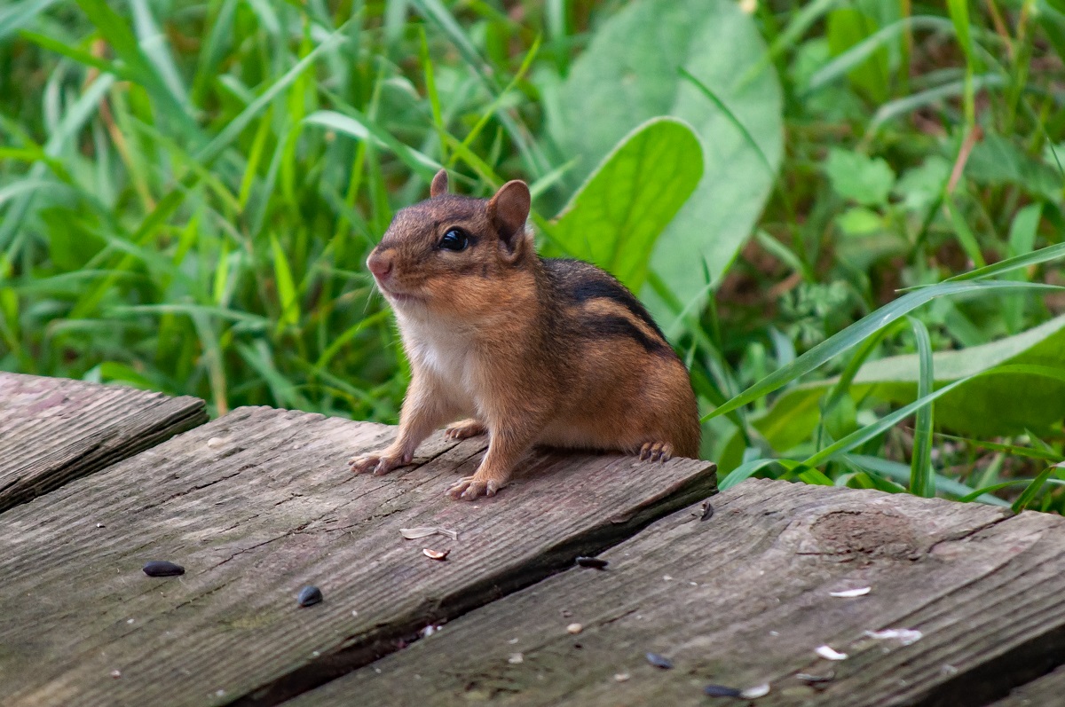 Eastern chipmunk. Photo: Allen Boynton/NCWRC 