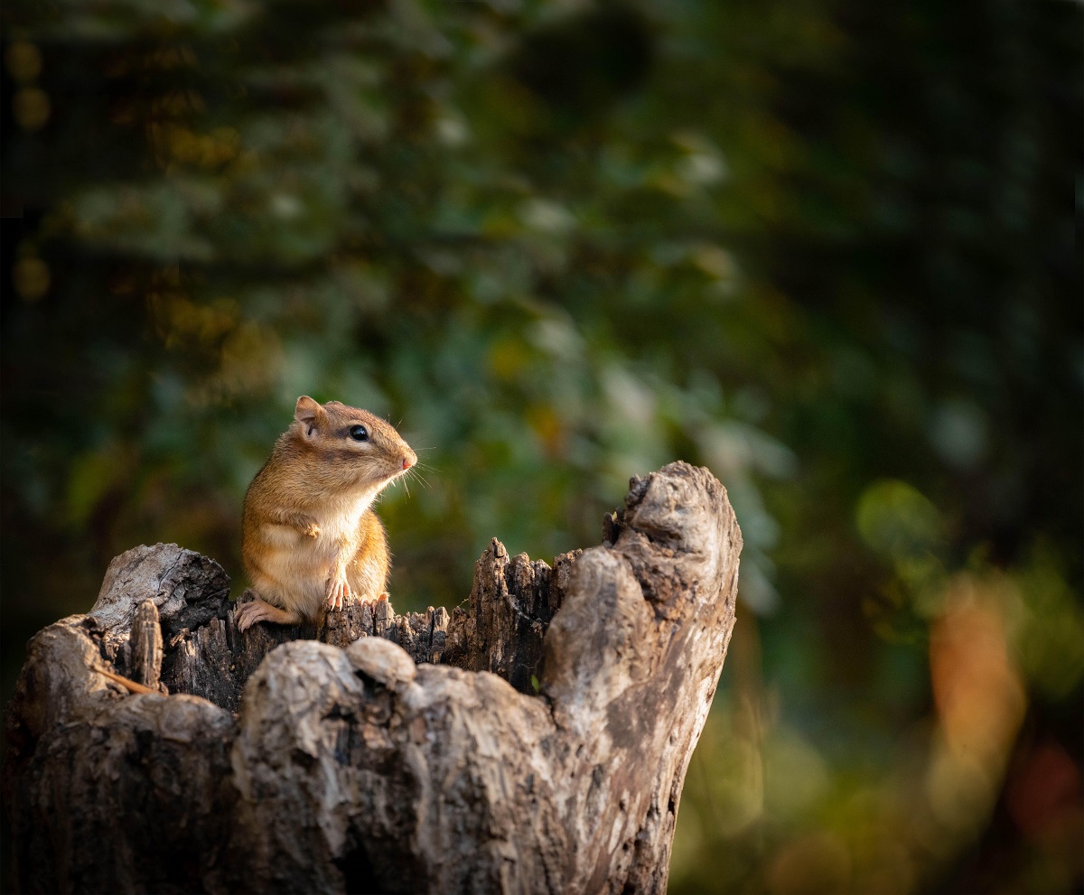 Eastern chipmunk. Photo: Stan Lake/NCWRC