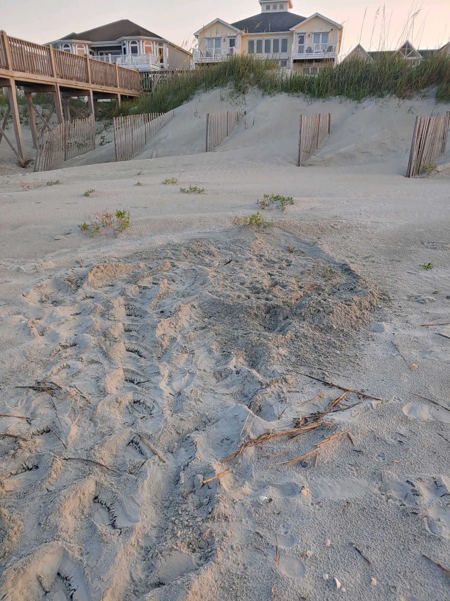 The disturbed sand, or body pit made while a sea turtle is laying eggs, indicates there is a nest. Photo: Deb Allen