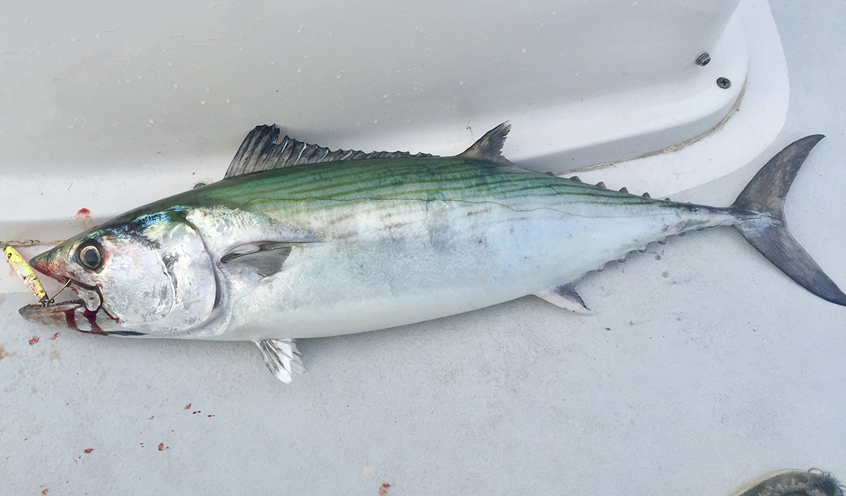 Fresh catch: Atlantic bonito. Photo courtesy Capt. Matt Paylor/Sound N Sea Charters