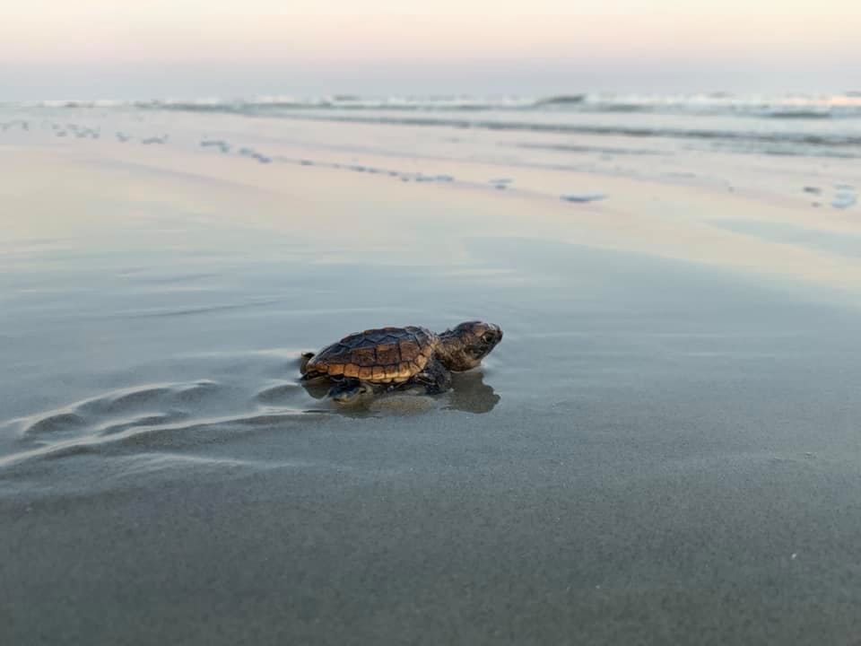 A hatchling makes its way to the ocean. Photo: Ocean Isle Beach Sea Turtle Protection Organization