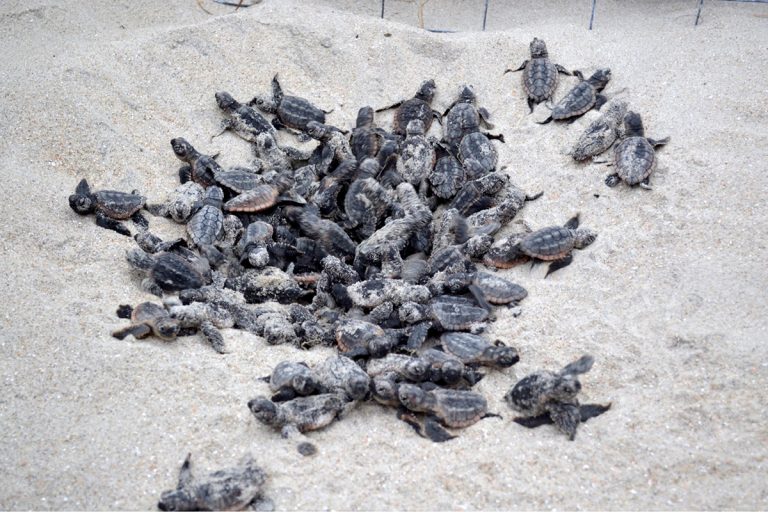 Ocean Isle group works to protect sea turtles year-round | Coastal Review