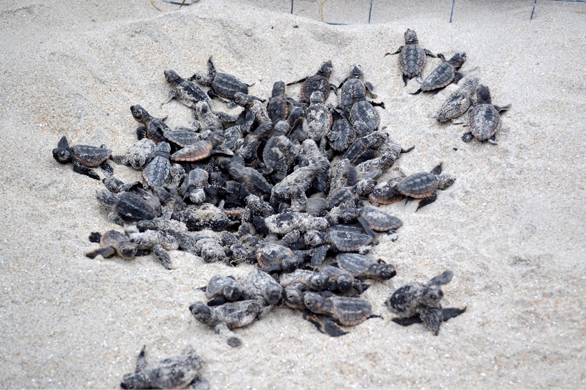 Hatchlings boil during a past summer on Ocean Isle Beach. Photo: Deb Allen 