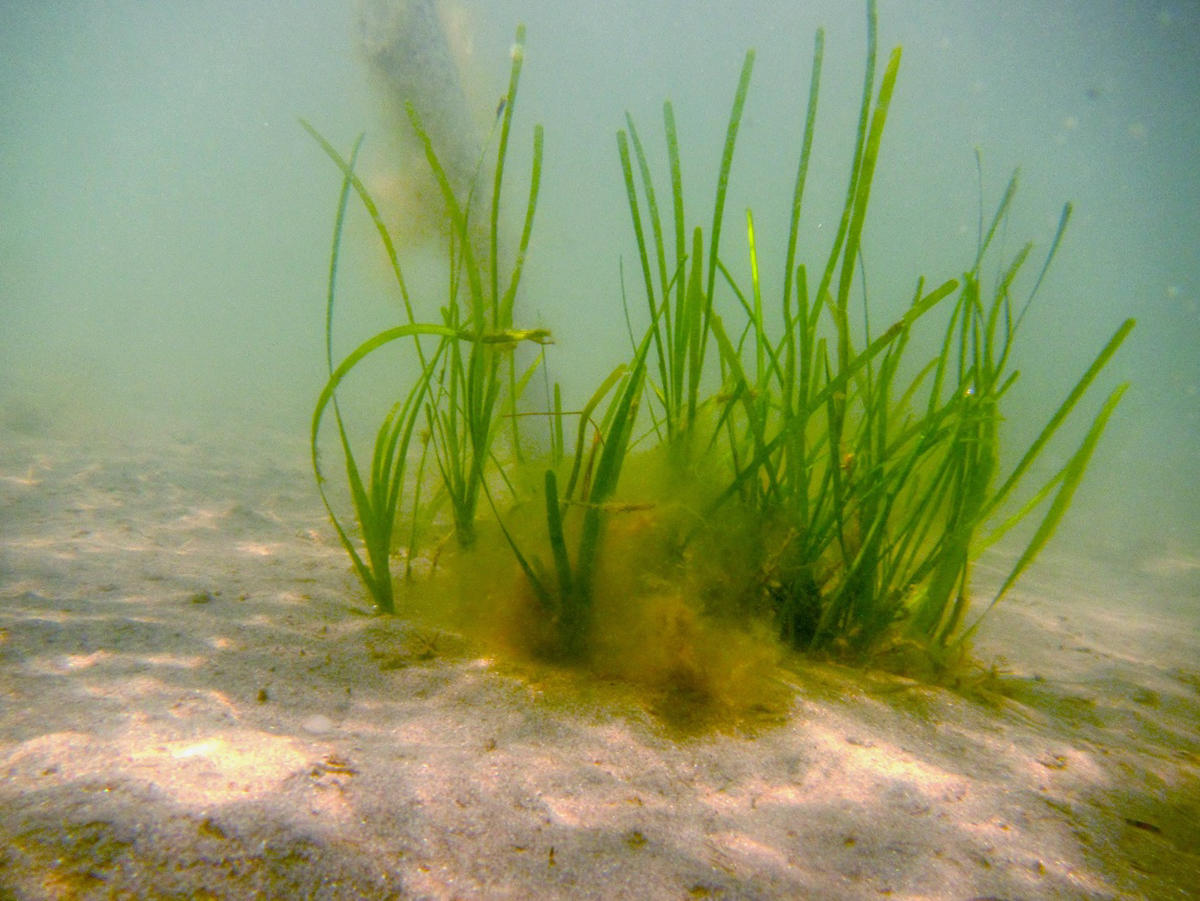 Seagrass, or submerged aquatic vegetation. Photo: Rachel Gittman/UNC