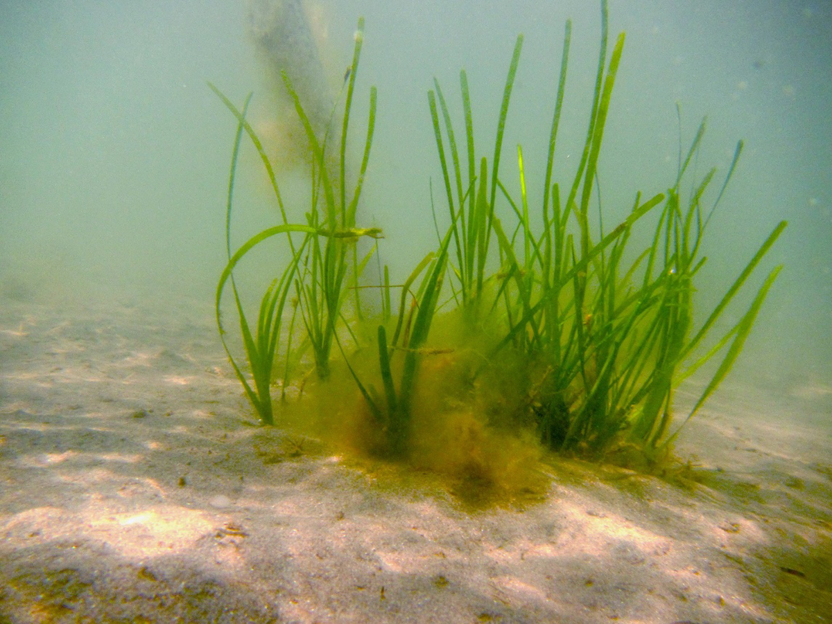 NC water quality thresholds may leave seagrass vulnerable