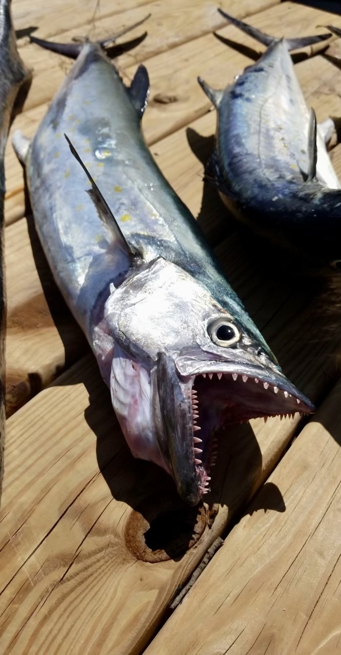 Spanish mackerel have impressive dental work. Photo courtesy Capt. Matt Paylor