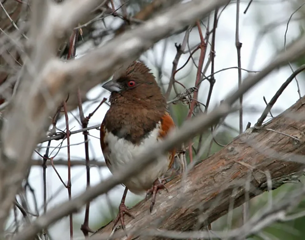 Female eastern towhee. Photo: Peter Vankevich