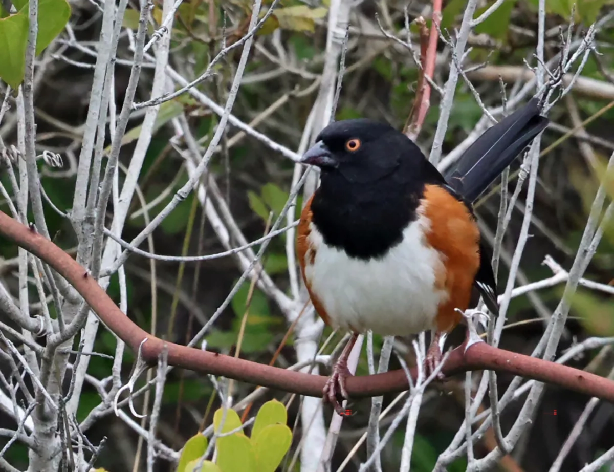 A male Eastern Towhee on Ocracoke. Photo: Peter Vankevich