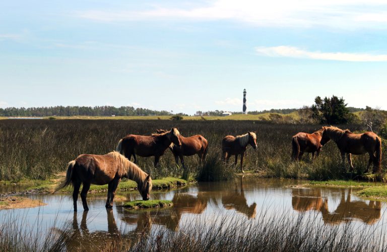 Volunteers can learn to protect wild horses, inform public | Coastal Review