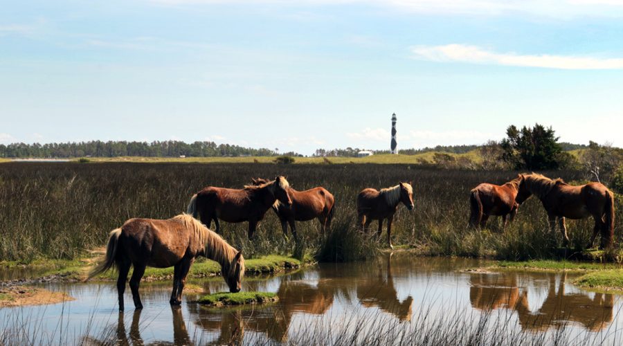 Wild horses graze at Cape Lookout National Seashore. Photo: National Park Service
