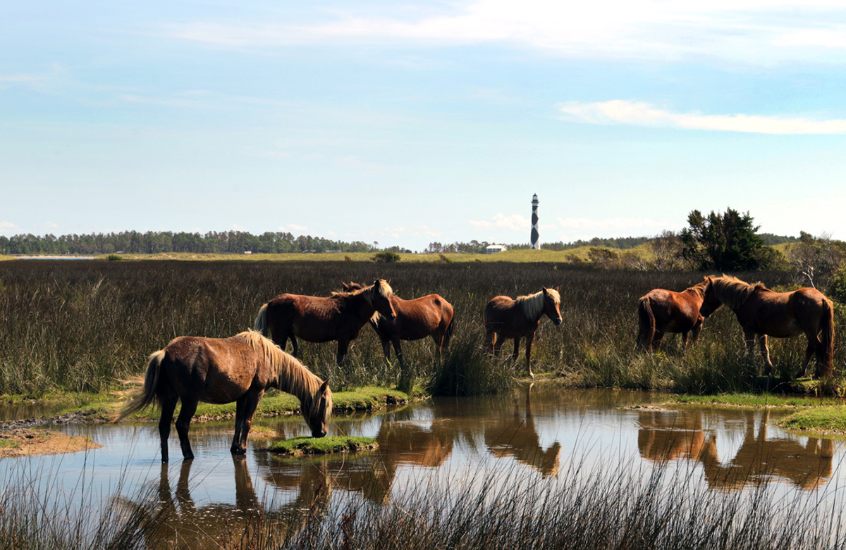 Wild horses gather with the lighthouse in the background at Cape Lookout National Seashore. Photo: Nate Toering/National Park Service