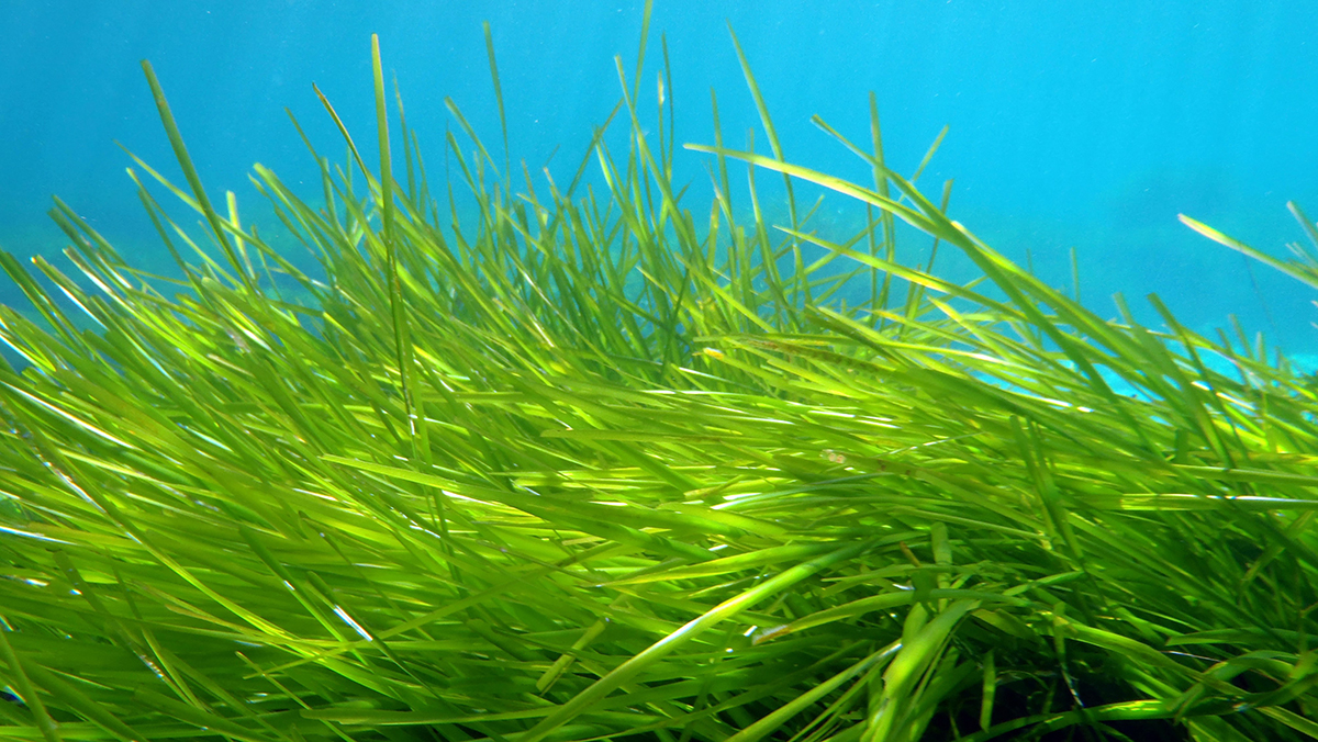 Posidonia oceanica. Photo: Melina Marcou