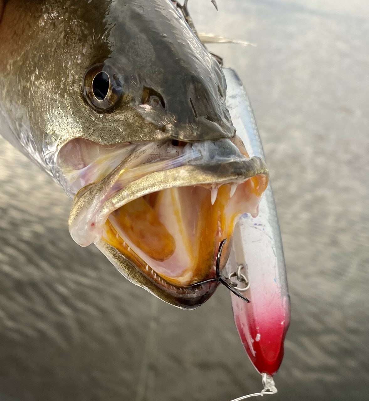 The last thing some shrimp will ever see. Photo: Capt. Gordon Churchill