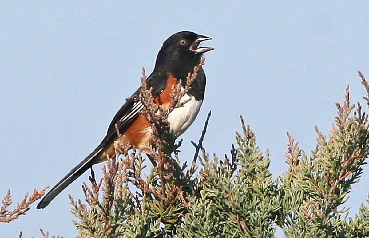 Pale-eyed eastern towhee on Ocracoke. Photo: Peter Vankevich